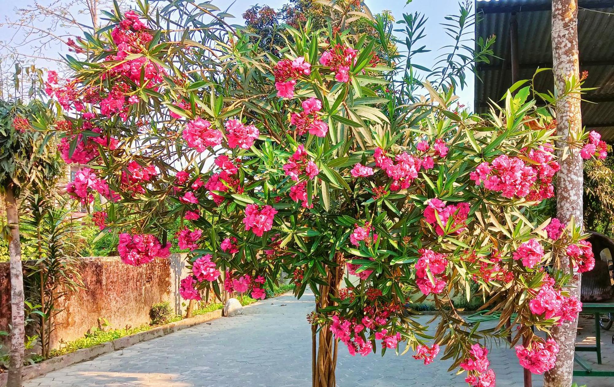 Hotel Butterfly - Peaceful Garden For Nature Lovers Sauraha Zewnętrze zdjęcie